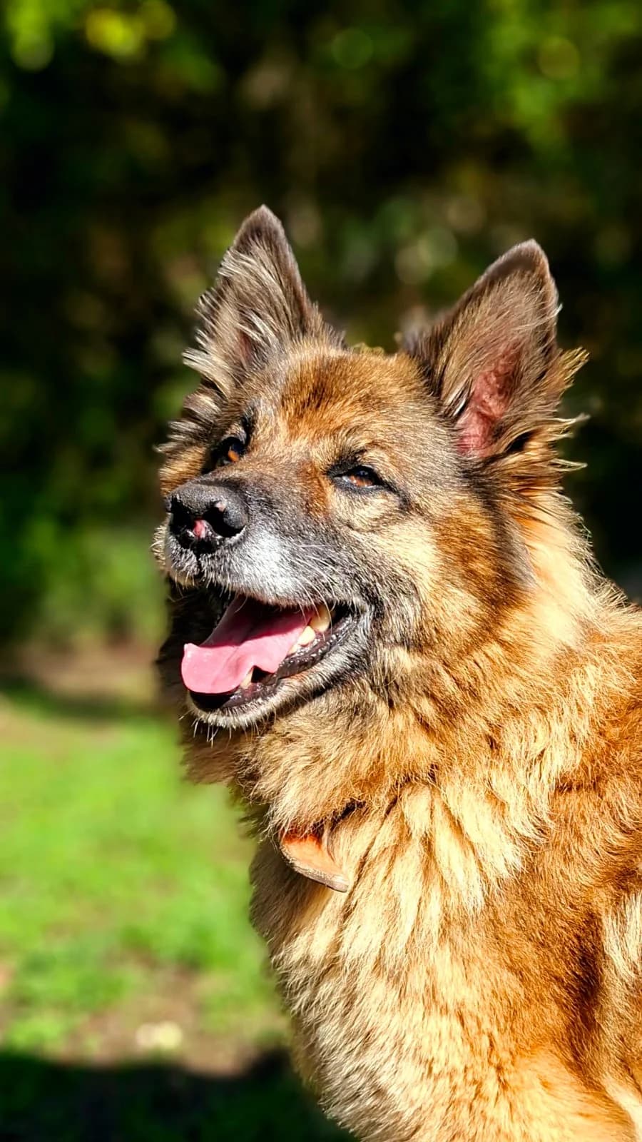 Anka, tan female mixed breed for adoption at Tierheim Regensburg, Regensburg — photo 2 of 5