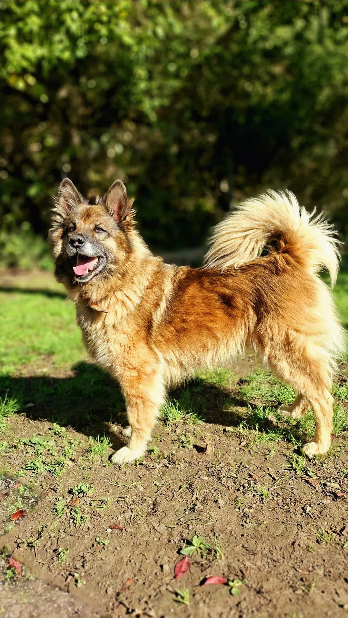 Anka, tan female mixed breed for adoption at Tierheim Regensburg, Regensburg — photo 3 of 5