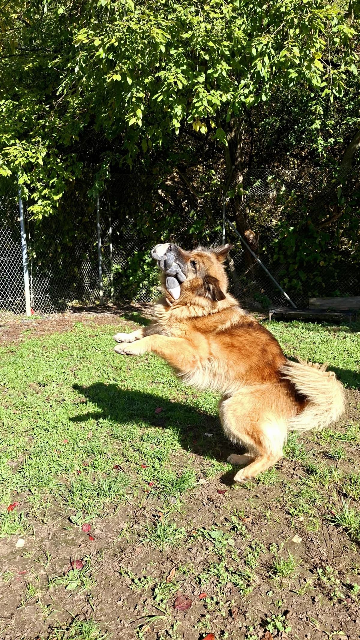 Anka, tan female mixed breed for adoption at Tierheim Regensburg, Regensburg — photo 4 of 5