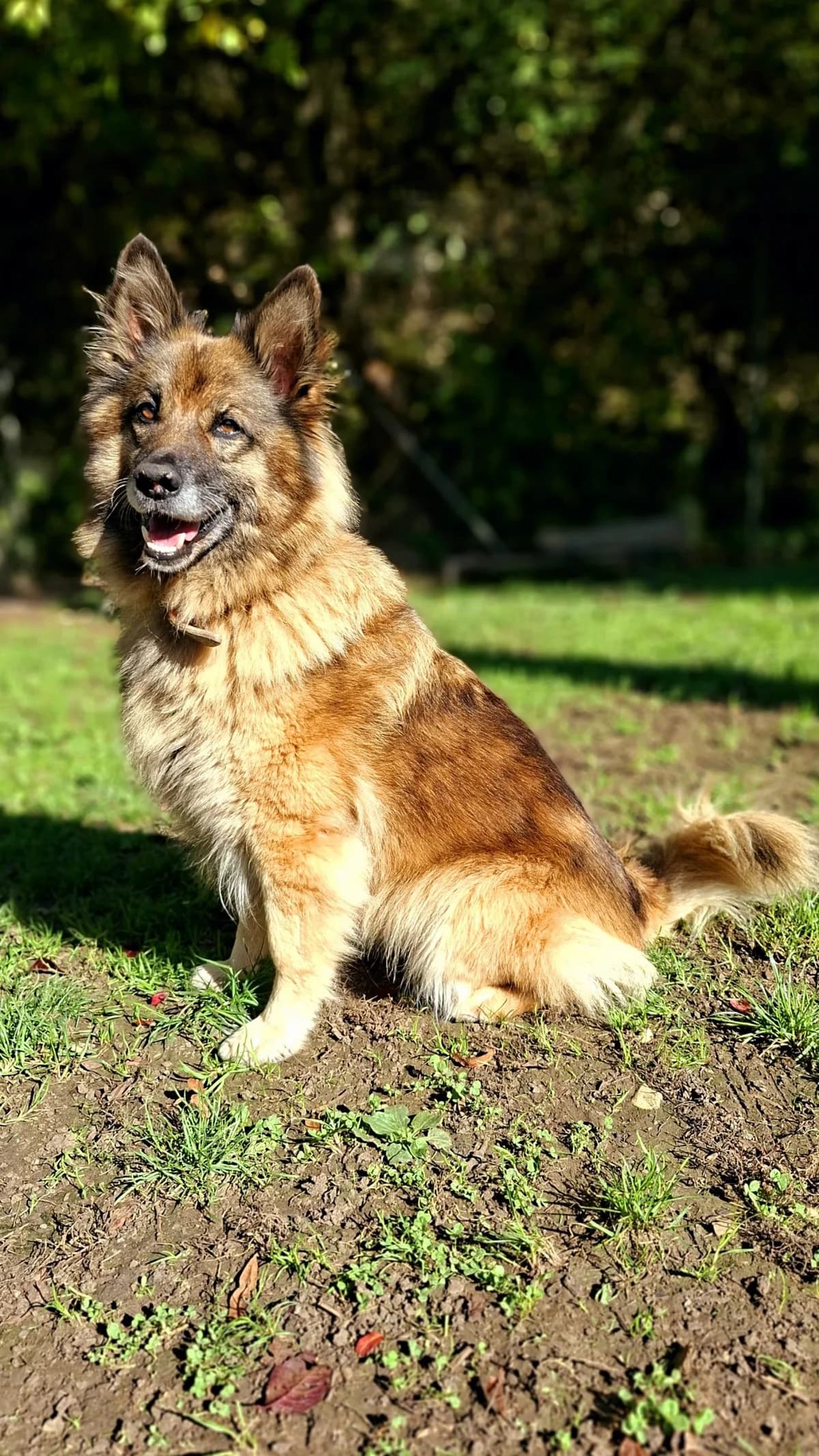 Anka, tan female mixed breed for adoption at Tierheim Regensburg, Regensburg — photo 5 of 5