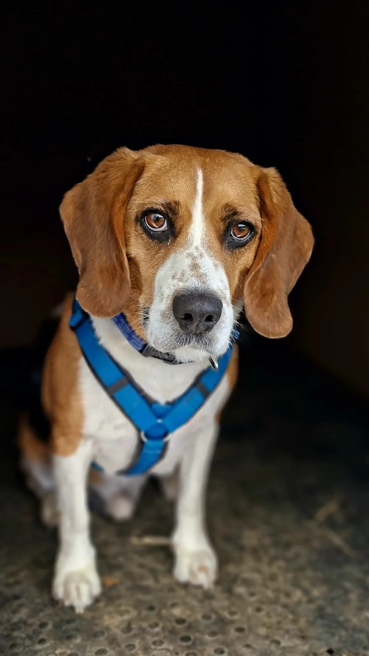 Bagel, male mixed breed for adoption at Tierheim Regensburg, Regensburg