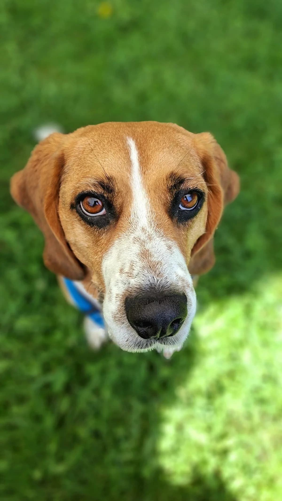Bagel, male mixed breed for adoption at Tierheim Regensburg, Regensburg — photo 2 of 10