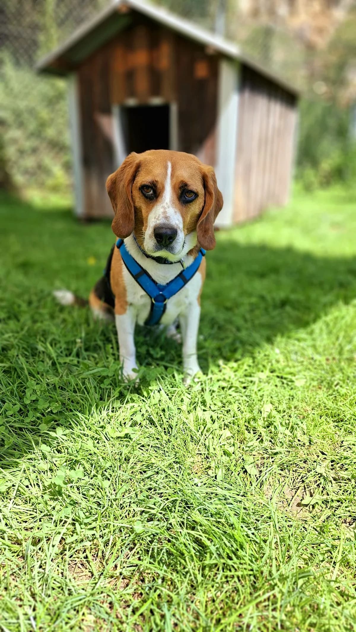 Bagel, male mixed breed for adoption at Tierheim Regensburg, Regensburg — photo 3 of 10