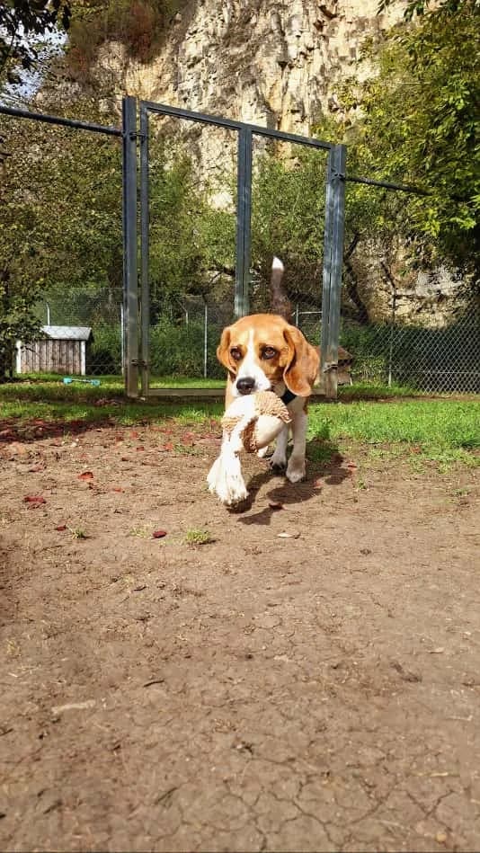 Bagel, male mixed breed for adoption at Tierheim Regensburg, Regensburg — photo 4 of 10