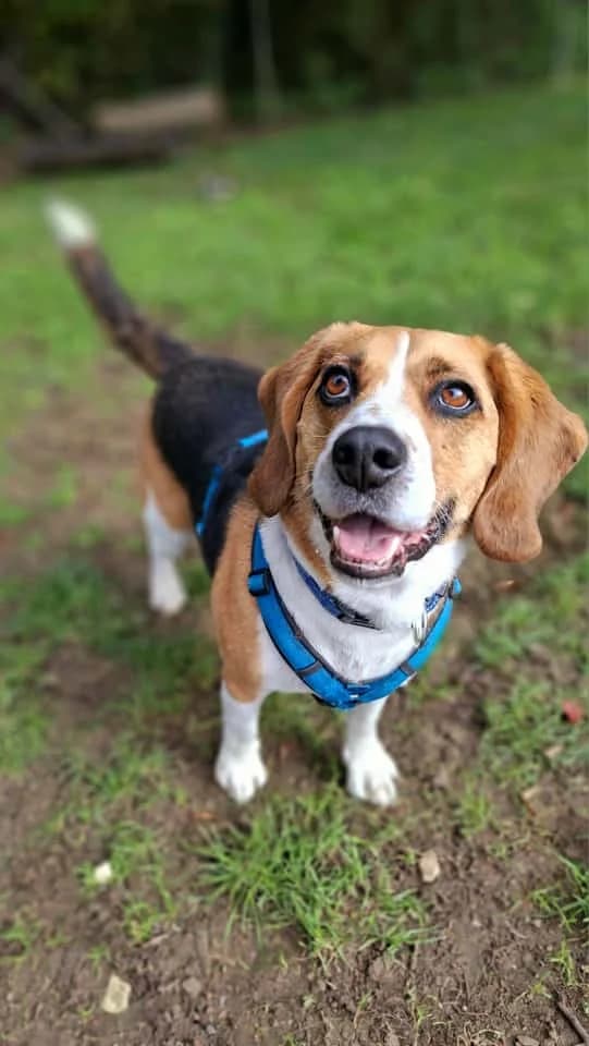 Bagel, male mixed breed for adoption at Tierheim Regensburg, Regensburg — photo 5 of 10