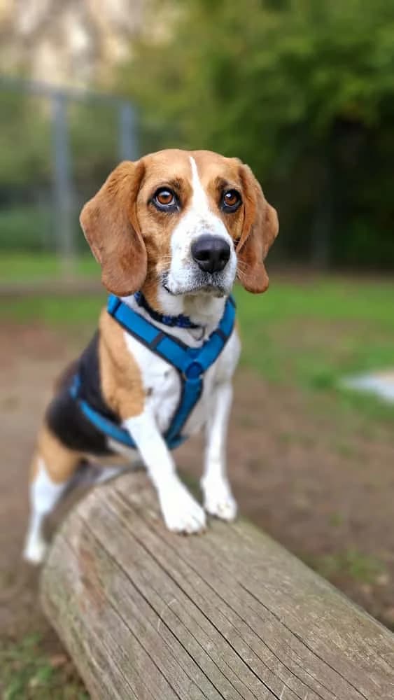 Bagel, male mixed breed for adoption at Tierheim Regensburg, Regensburg — photo 6 of 10