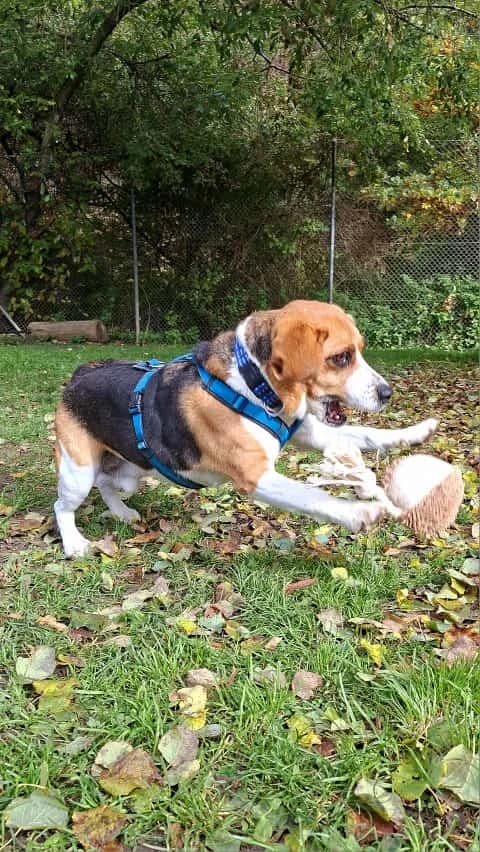 Bagel, male mixed breed for adoption at Tierheim Regensburg, Regensburg — photo 7 of 10