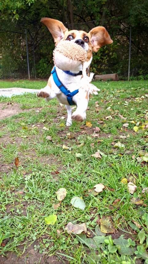 Bagel, male mixed breed for adoption at Tierheim Regensburg, Regensburg — photo 8 of 10