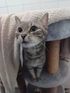 Grace & Tanja, brown tabby female European Shorthair for adoption at Tierheim Regensburg, Regensburg — photo 2 of 5