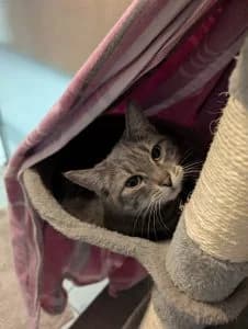 Grace & Tanja, brown tabby female European Shorthair for adoption at Tierheim Regensburg, Regensburg — photo 4 of 5