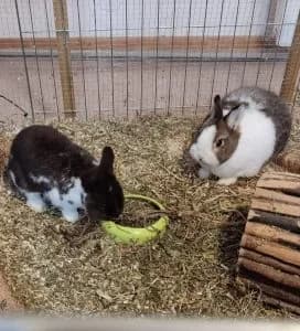 Kai, male mixed breed for adoption at Tierheim Regensburg, Regensburg