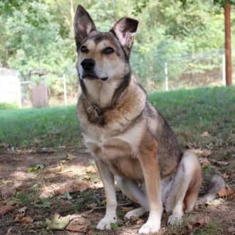 Feli, female senior Mixed Breed for adoption at Tierheim Würzburg, Würzburg