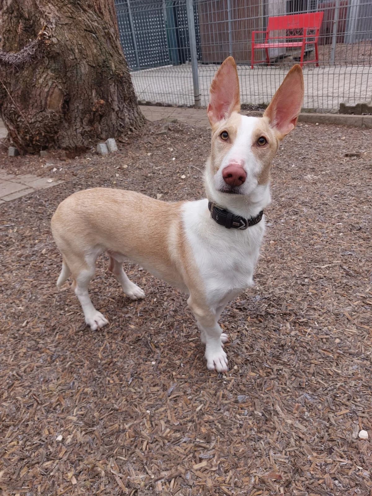 Felix, male 3yo Podenco for adoption at Tierheim Ulm, Ulm