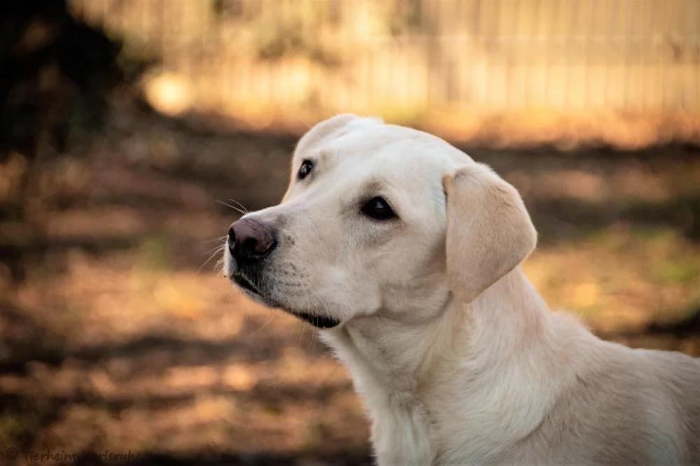 Felix, male 4yo Labrador Retriever for adoption at Tierheim Karlsruhe, Karlsruhe