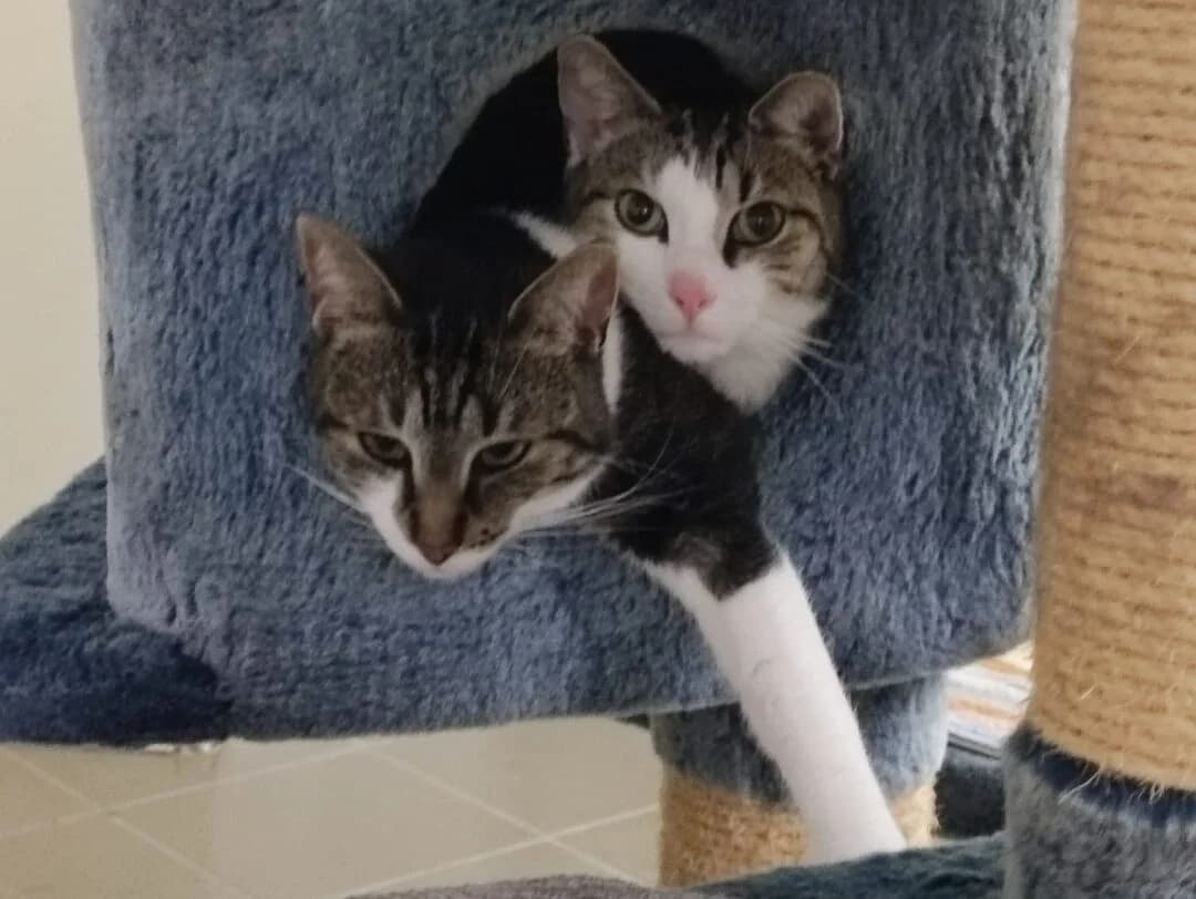 Ferdi & Findus,  Domestic Shorthair for adoption at Tierheim Halle, Halle