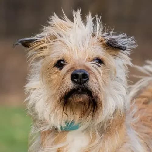 Fibi (reserviert), female senior Mixed Breed for adoption at Tierheim Köln, Cologne