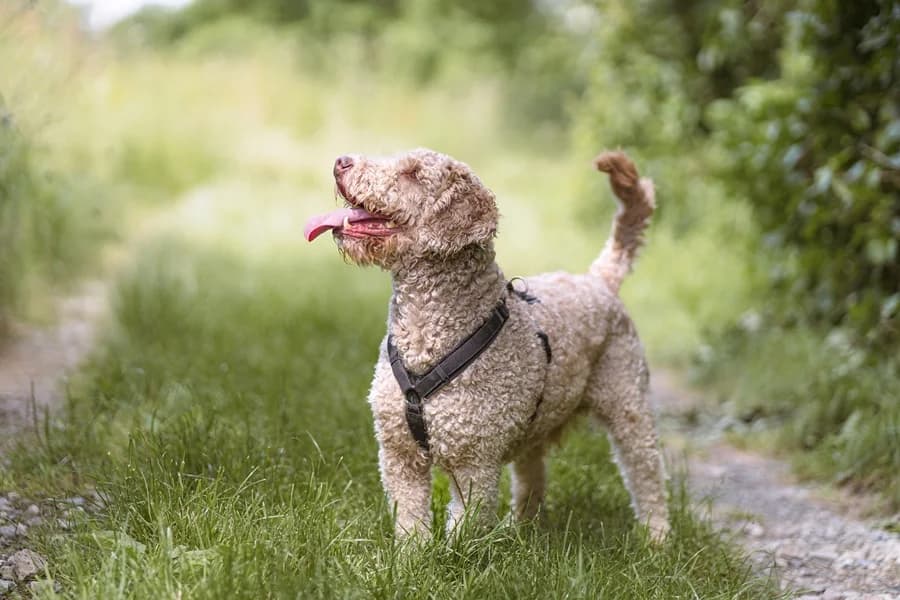 Filou_Wasserhund, male Mixed Breed for adoption at Tierheim Ludwigsburg, Ludwigsburg