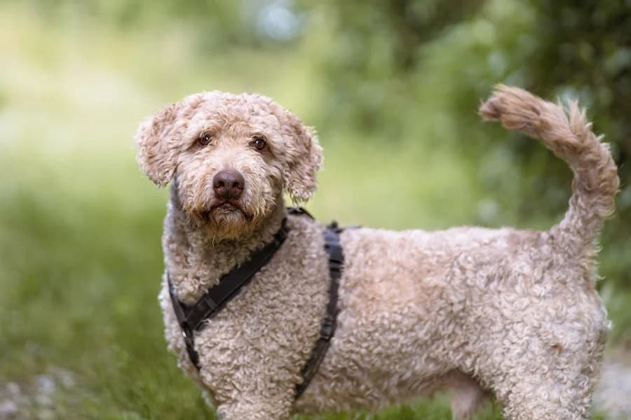 Filou_Wasserhund, cream male Mixed Breed for adoption at Tierheim Ludwigsburg, Ludwigsburg — photo 2 of 5