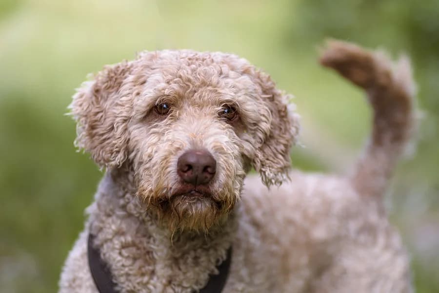 Filou_Wasserhund, cream male Mixed Breed for adoption at Tierheim Ludwigsburg, Ludwigsburg — photo 3 of 5