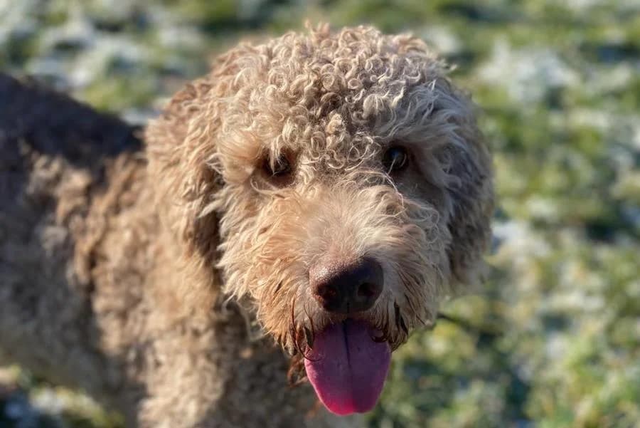 Filou_Wasserhund, cream male Mixed Breed for adoption at Tierheim Ludwigsburg, Ludwigsburg — photo 4 of 5