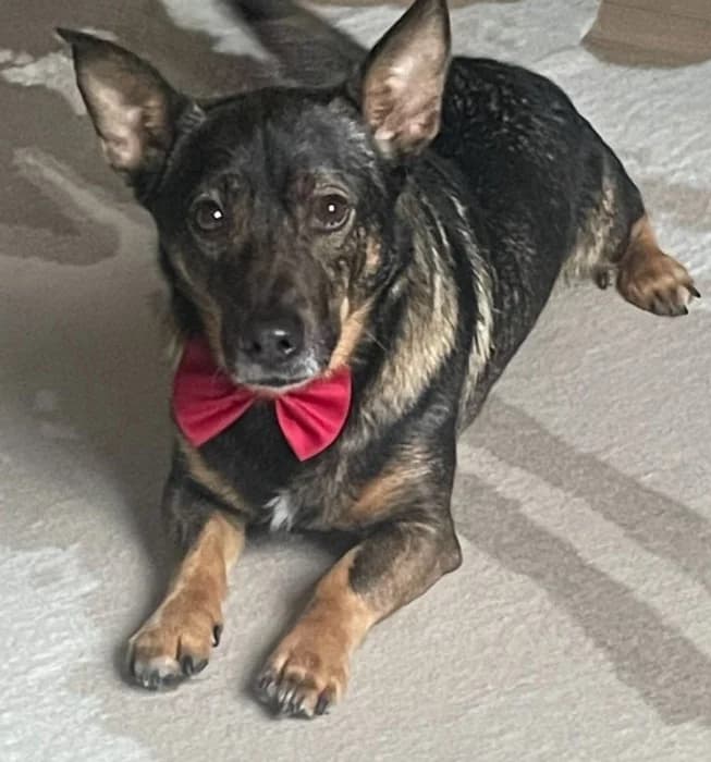 Finn,  senior Dachshund for adoption at Tierheim Paderborn, Paderborn