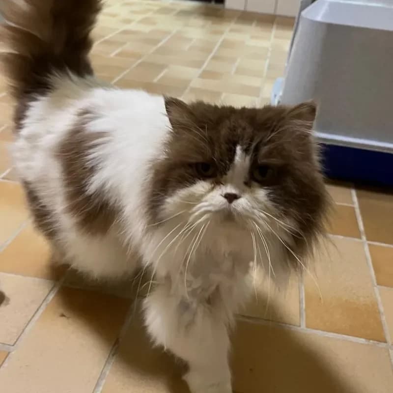 Flauschi und MImo photo 4