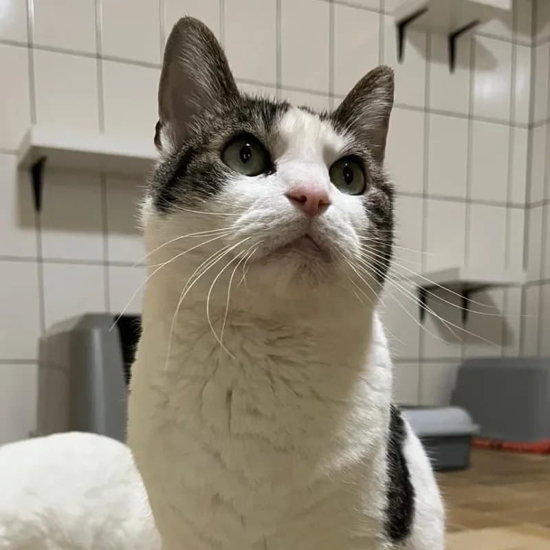 Flauschi und MImo photo 5