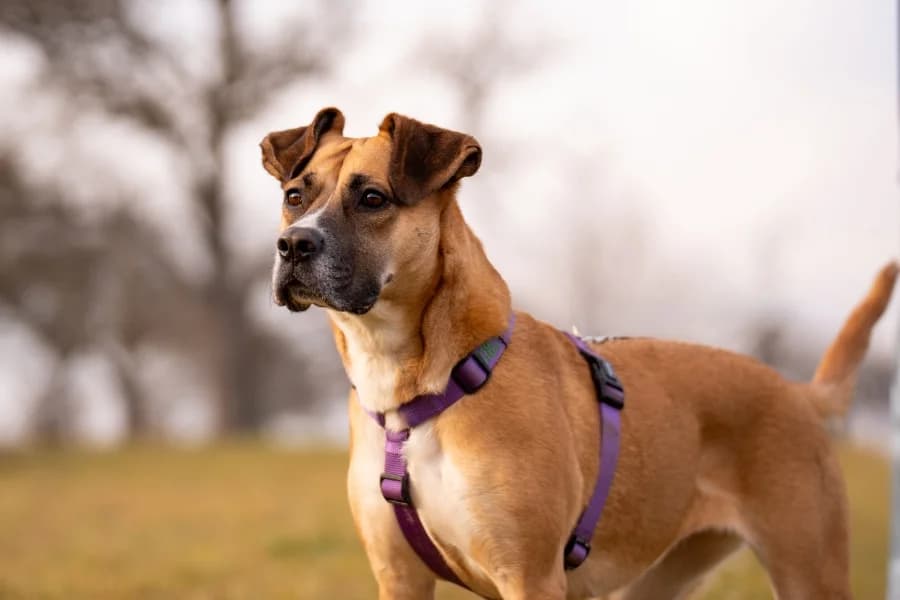 Flori, female mixed breed for adoption at Tierheim Ludwigsburg, Ludwigsburg