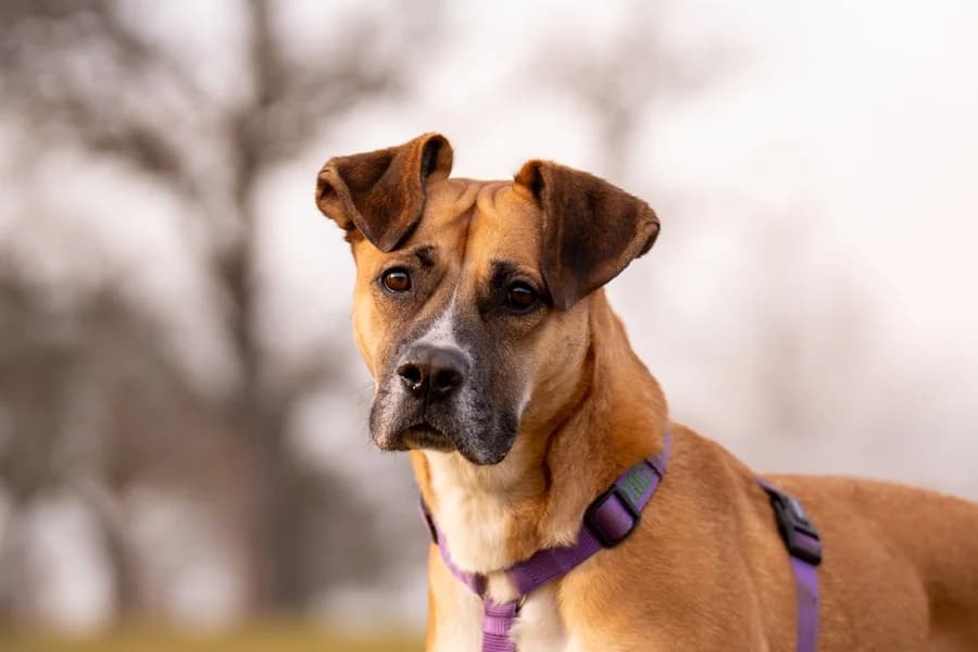 Flori, fawn female mixed breed for adoption at Tierheim Ludwigsburg, Ludwigsburg — photo 2 of 3