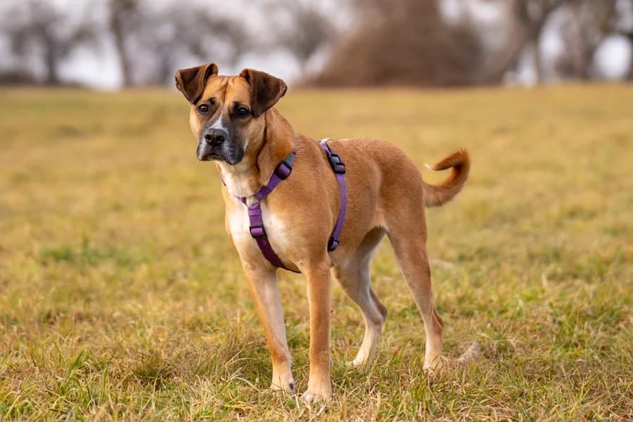 Flori, fawn female mixed breed for adoption at Tierheim Ludwigsburg, Ludwigsburg — photo 3 of 3