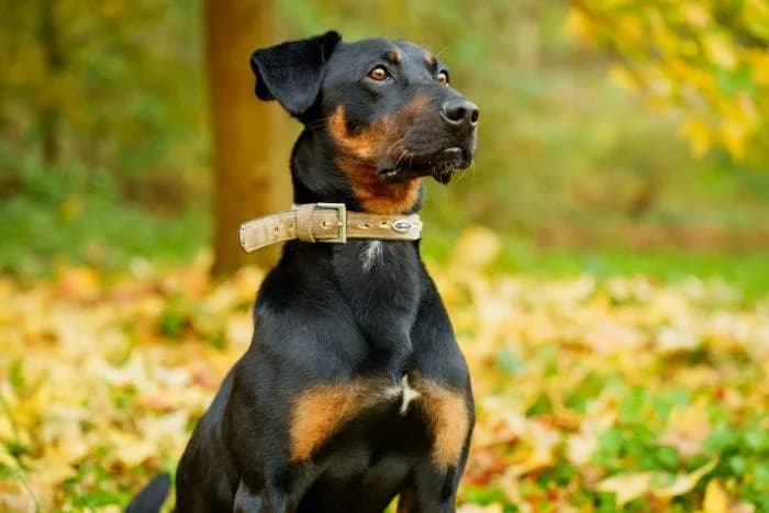 Foxy,  senior Mixed Breed for adoption at Tierheim Paderborn, Paderborn