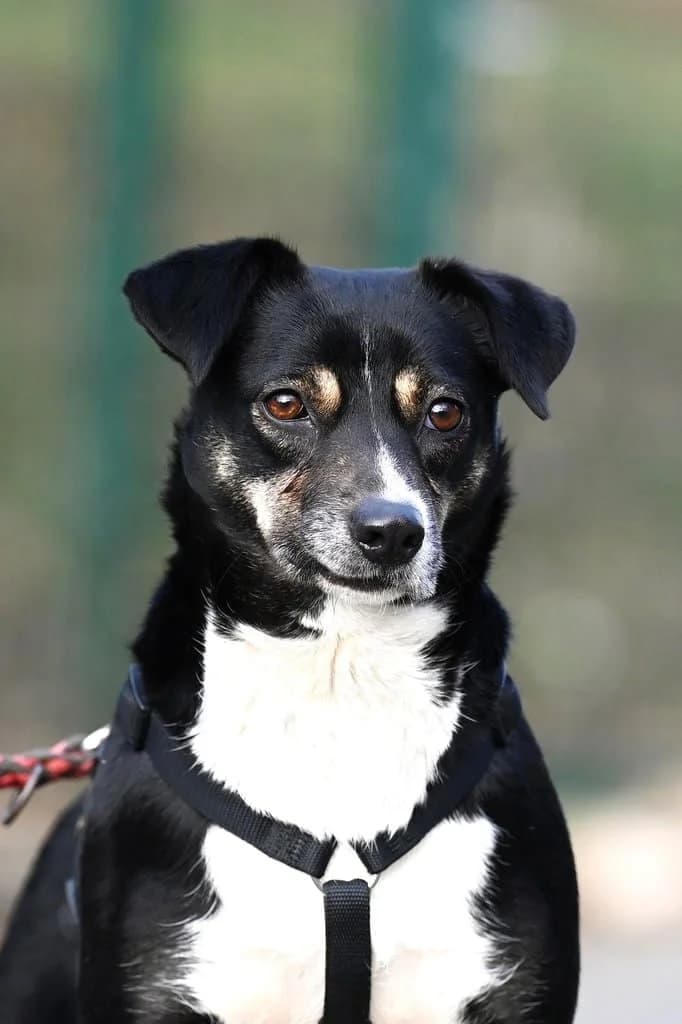 Frieda, male 6yo Mixed Breed for adoption at Tierheim Siegen, Siegen