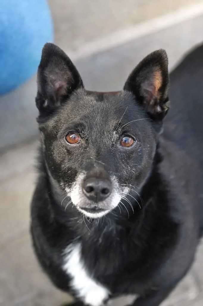 Fritzi, male senior Mixed Breed for adoption at Tierheim Siegen, Siegen