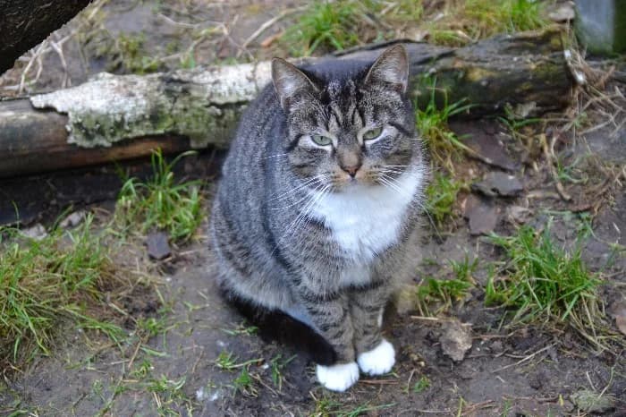 Falco, male young Mixed Breed Cat for adoption at Tierheim Paderborn, Paderborn