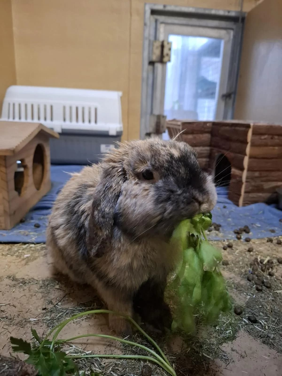 Fussel & Dappi, male Mixed Breed for adoption at Tierheim Augsburg, Augsburg