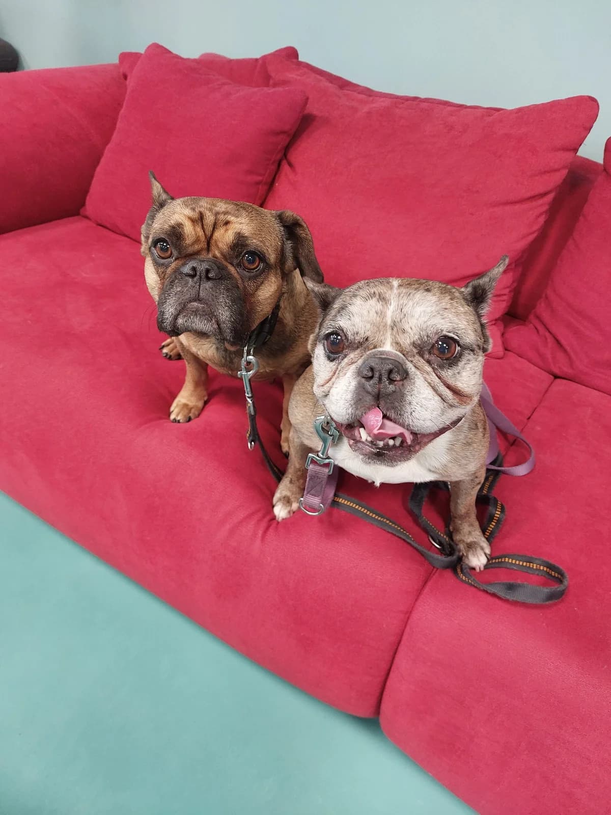 GAGA und NINA, merle female senior French Bulldog for adoption at Tierheim Ulm, Ulm