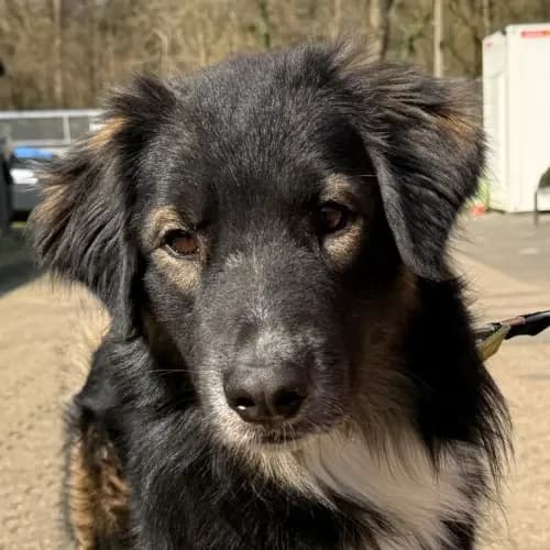 Ghost, male young Border Collie for adoption at Tierheim Köln, Cologne