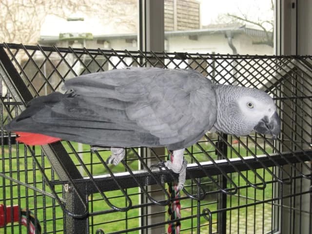 Graupapagei LORA,  senior Mixed Breed for adoption at Tierschutzverein Wolfsburg