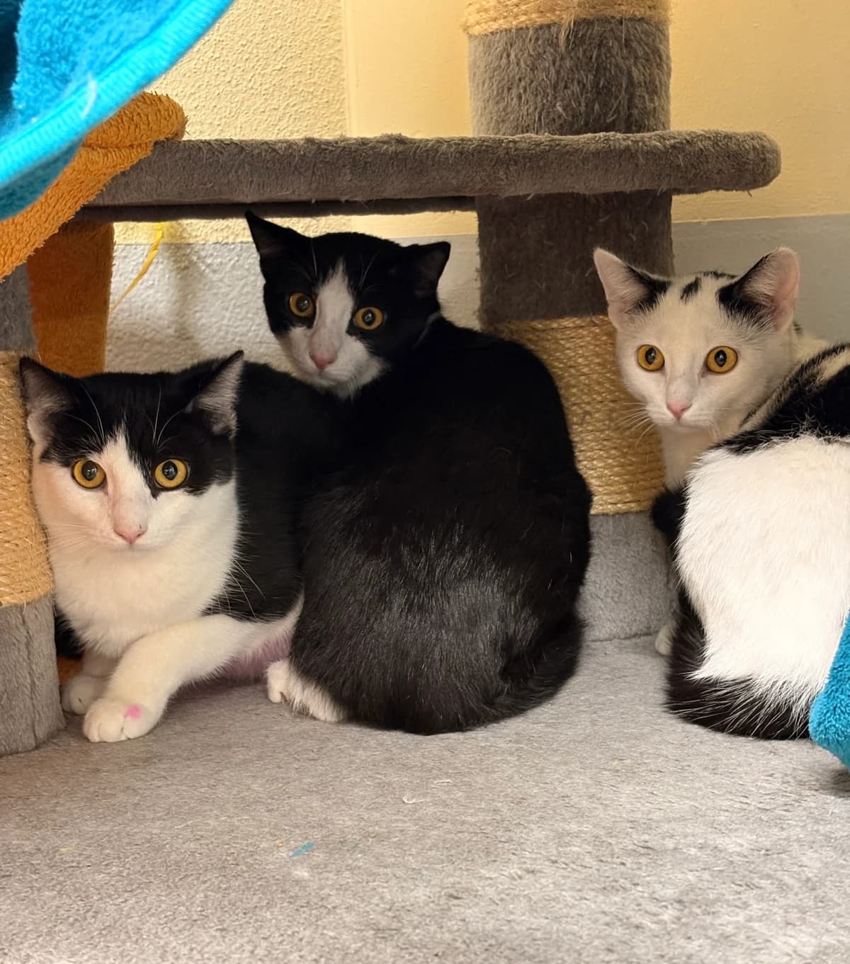 Grinch, Grüla, male Mixed Breed for adoption at Tierheim Augsburg, Augsburg