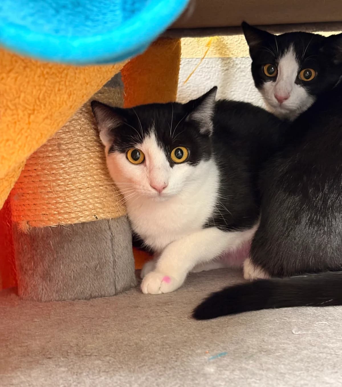 Grinch, Grüla, black and white male Mixed Breed for adoption at Tierheim Augsburg, Augsburg — photo 2 of 3