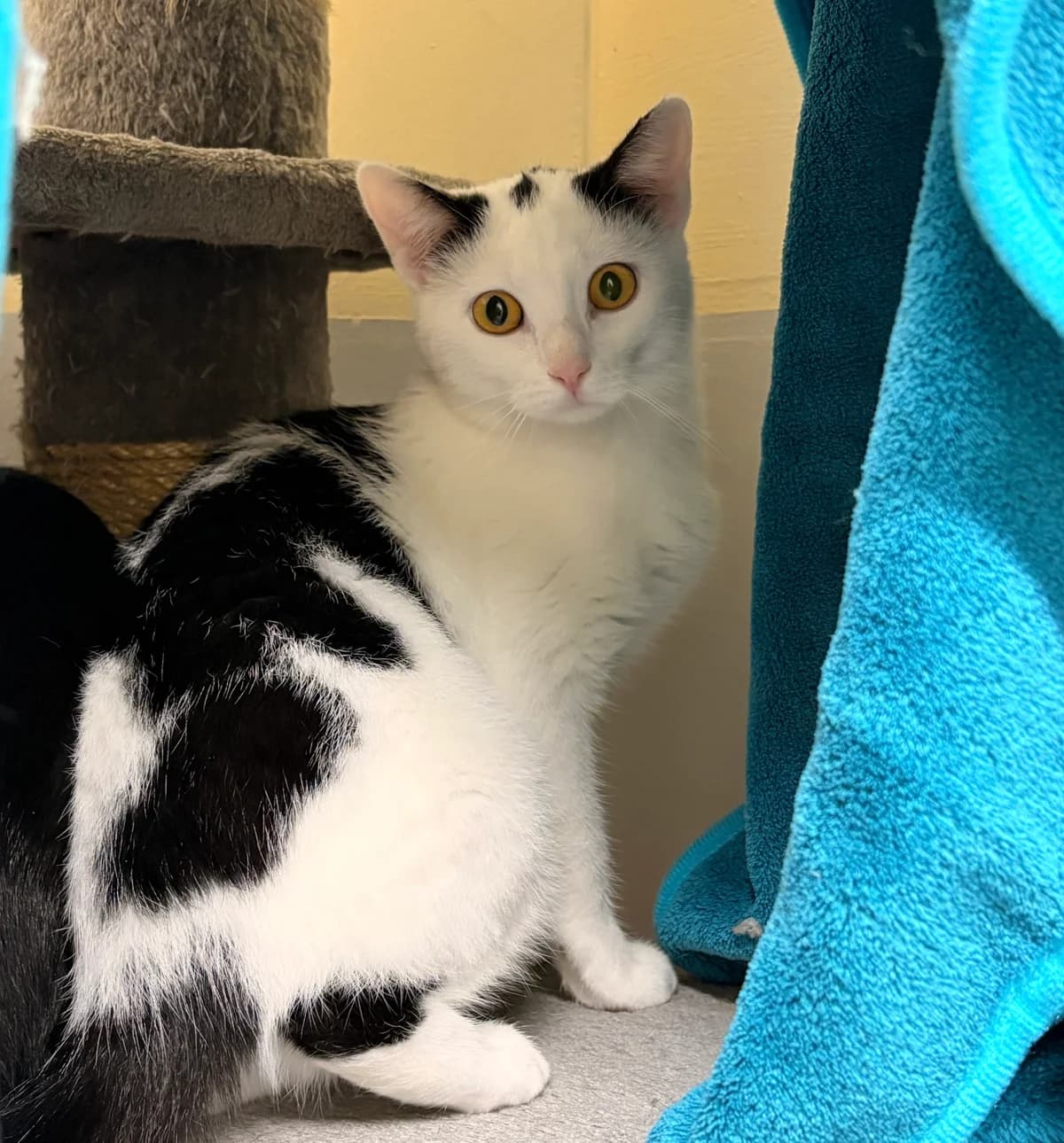 Grinch, Grüla, black and white male Mixed Breed for adoption at Tierheim Augsburg, Augsburg — photo 3 of 3