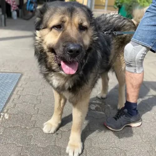 Grizzly (Paten gesucht), male senior mixed breed for adoption at Tierheim Köln, Cologne