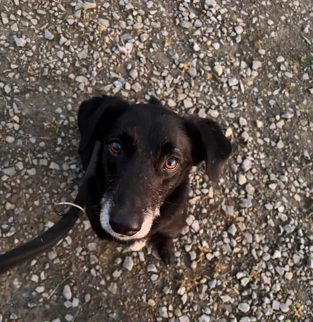 Gustav, male 7yo Mixed Breed for adoption at Tierheim Siegen, Siegen