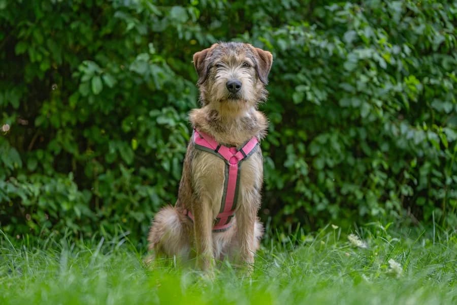 Hardy, wheaten male Mixed Breed for adoption at Tierheim Ludwigsburg, Ludwigsburg — photo 2 of 3