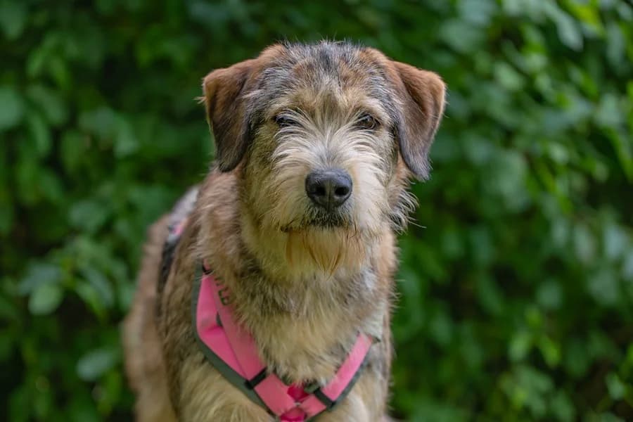 Hardy, wheaten male Mixed Breed for adoption at Tierheim Ludwigsburg, Ludwigsburg — photo 3 of 3