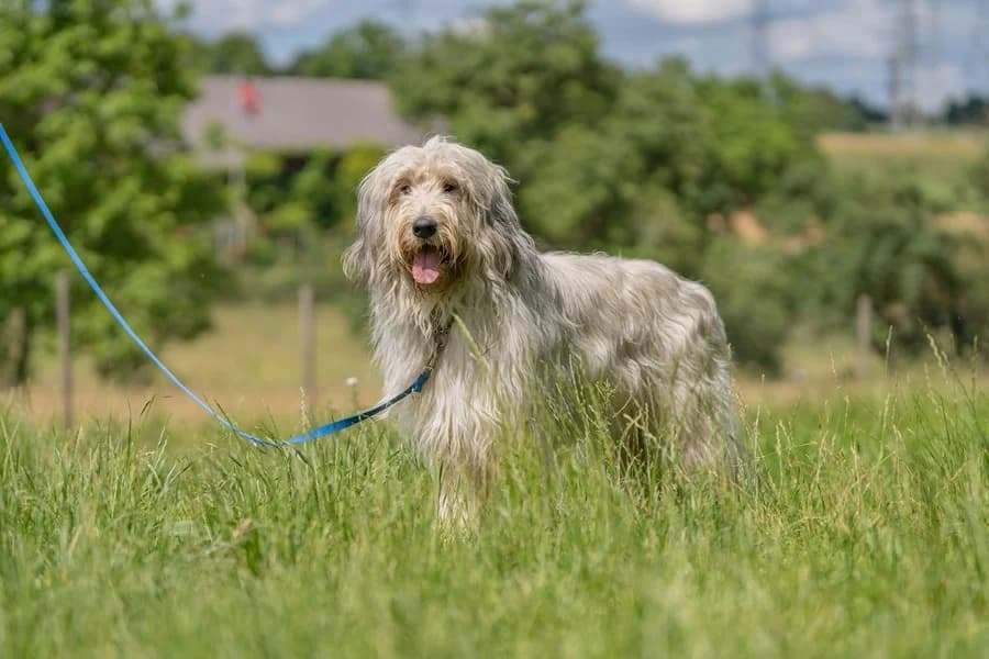 Havanna, male 4yo Mixed Breed for adoption at Tierheim Ludwigsburg, Ludwigsburg