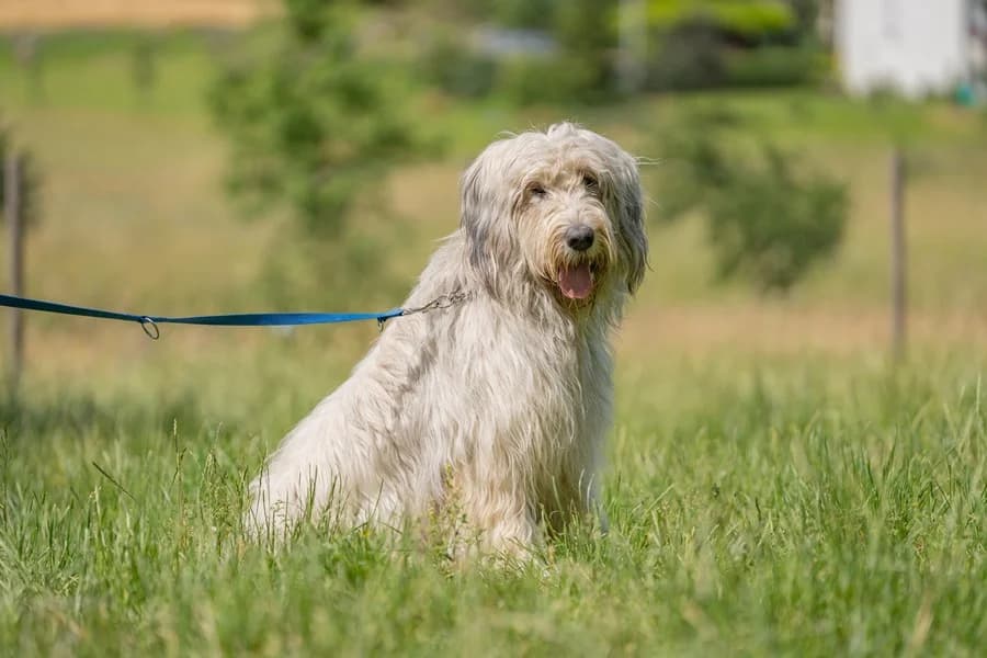 Havanna, grey male Mixed Breed for adoption at Tierheim Ludwigsburg, Ludwigsburg — photo 2 of 3