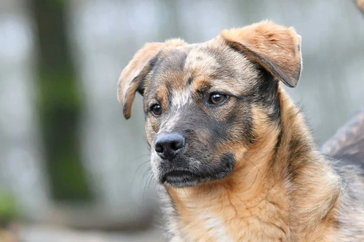 Helmut, male 4yo Mixed Breed for adoption at Tierheim Siegen, Siegen