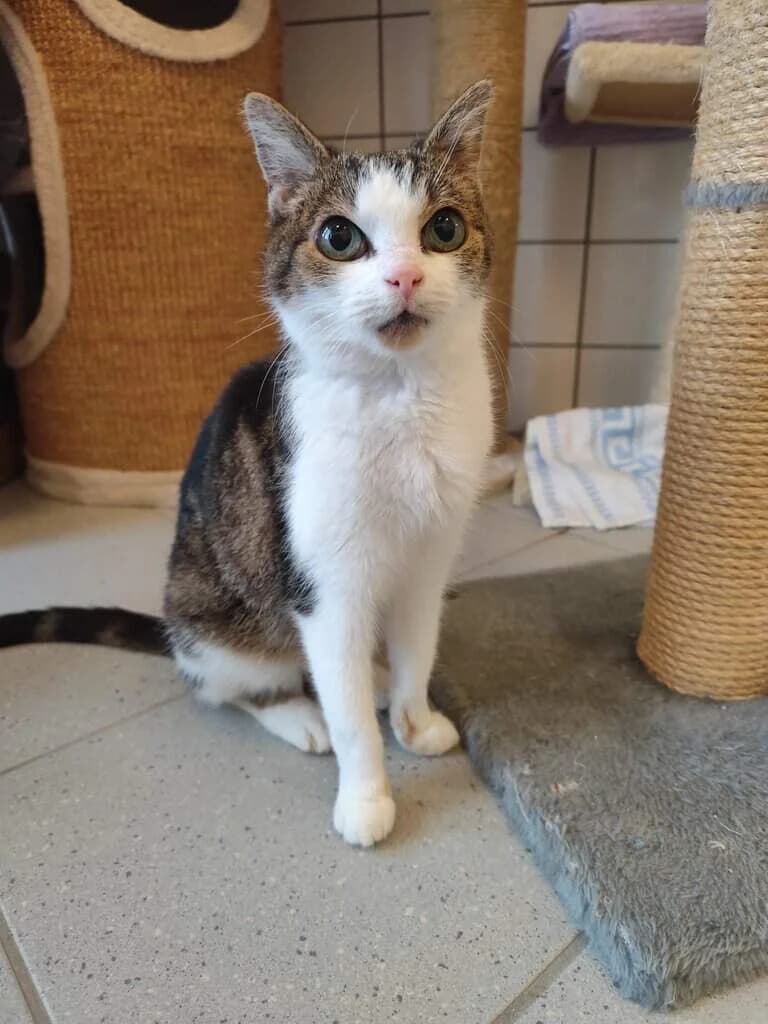 Henriette,  senior Mixed Breed Cat for adoption at Tierheim Siegen, Siegen