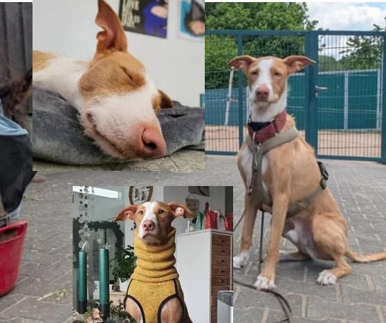 Henry,  Mixed Breed for adoption at Tierheim Paderborn, Paderborn